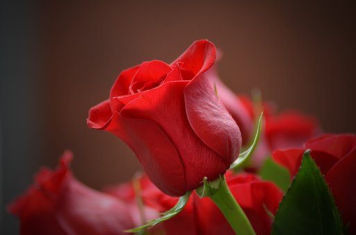 Розы - 9 подарков на разные годовщины свадьбы