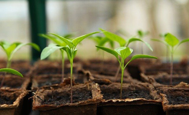 Проращиватель семян  - Что подарить домохозяйке