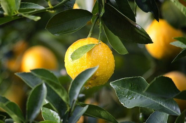 Лимон- какое эфирное масло подарить
