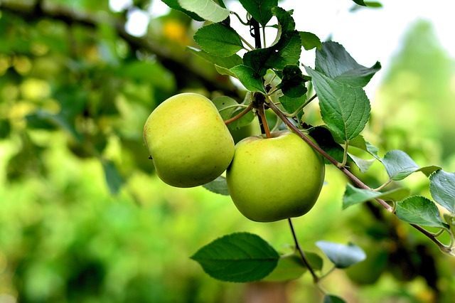 Зеленое яблоко- какое эфирное масло подарить